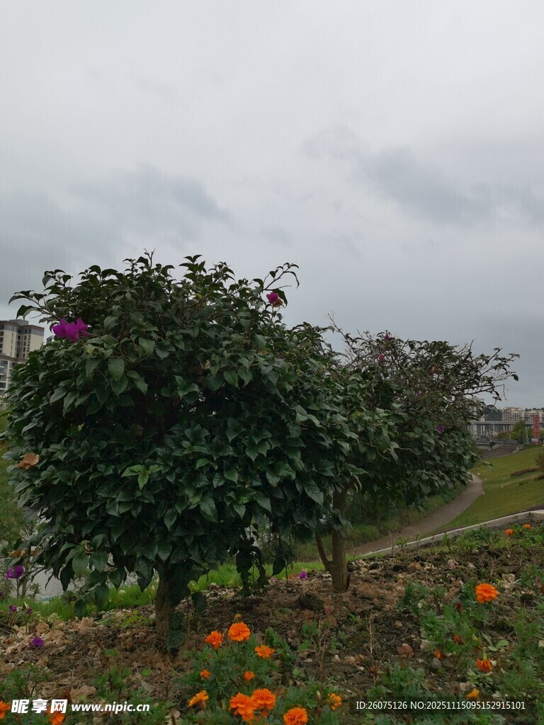 雨中绽放的多彩花卉景观