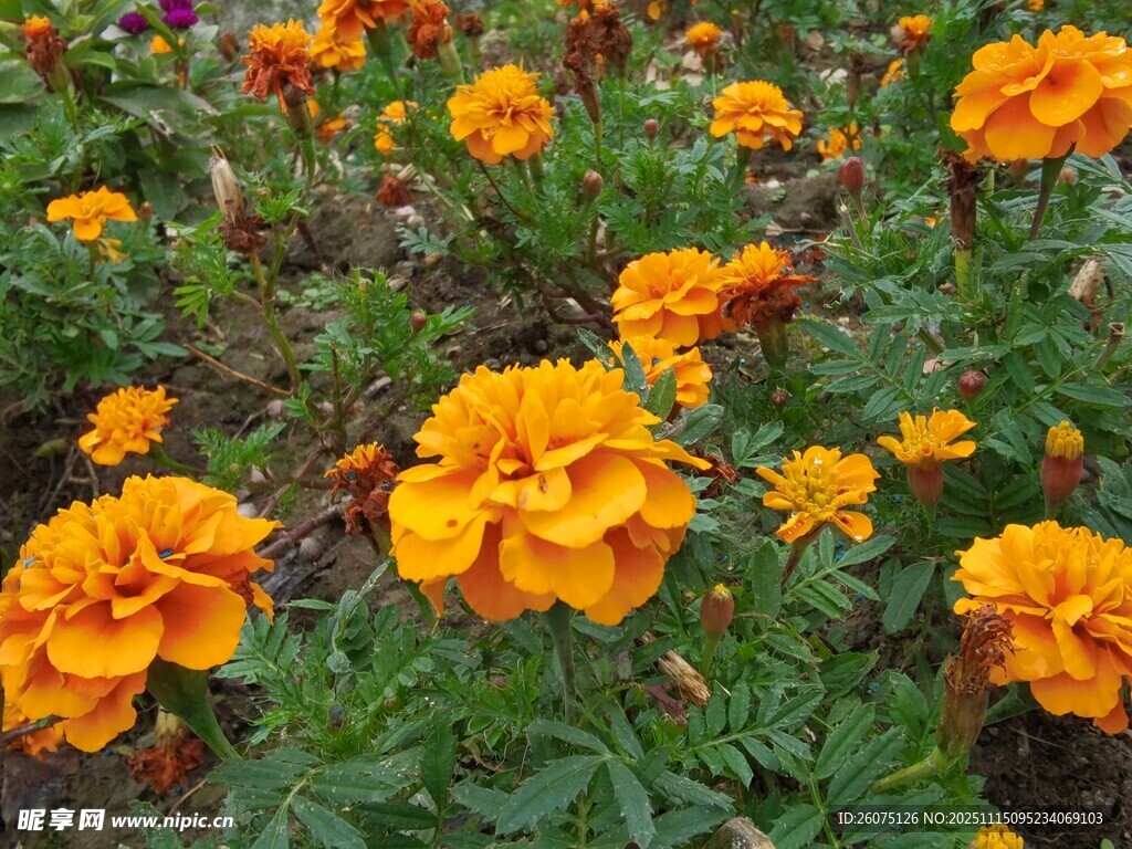 鲜艳万寿菊绽放生机