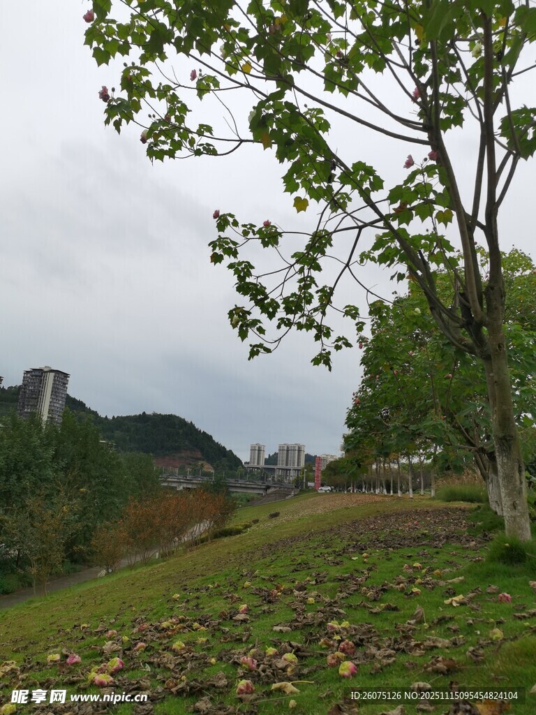 秋日户外草地树木风景图
