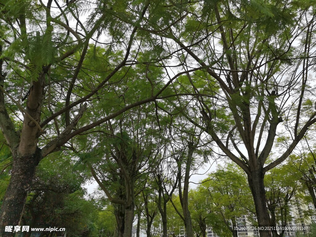 茂密树林绿意盎然