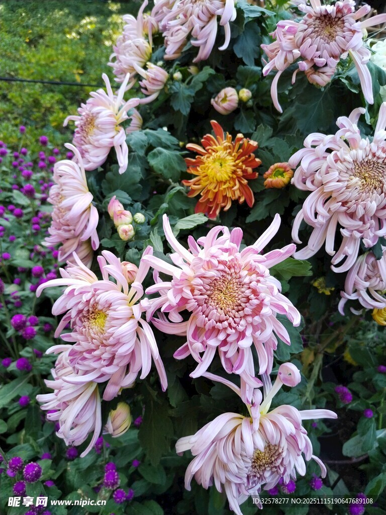 多彩菊花绽放于花丛中