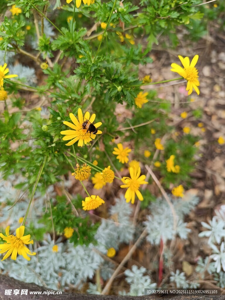 黄色小花与绿植相映成趣