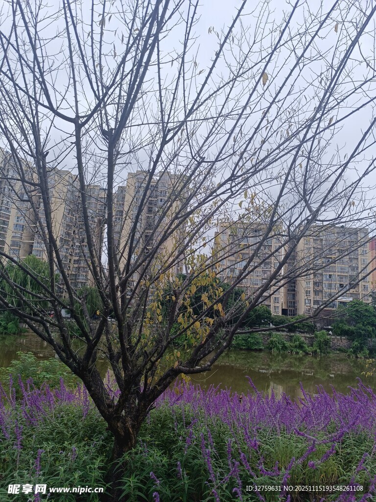 枯树旁的紫色花海景观