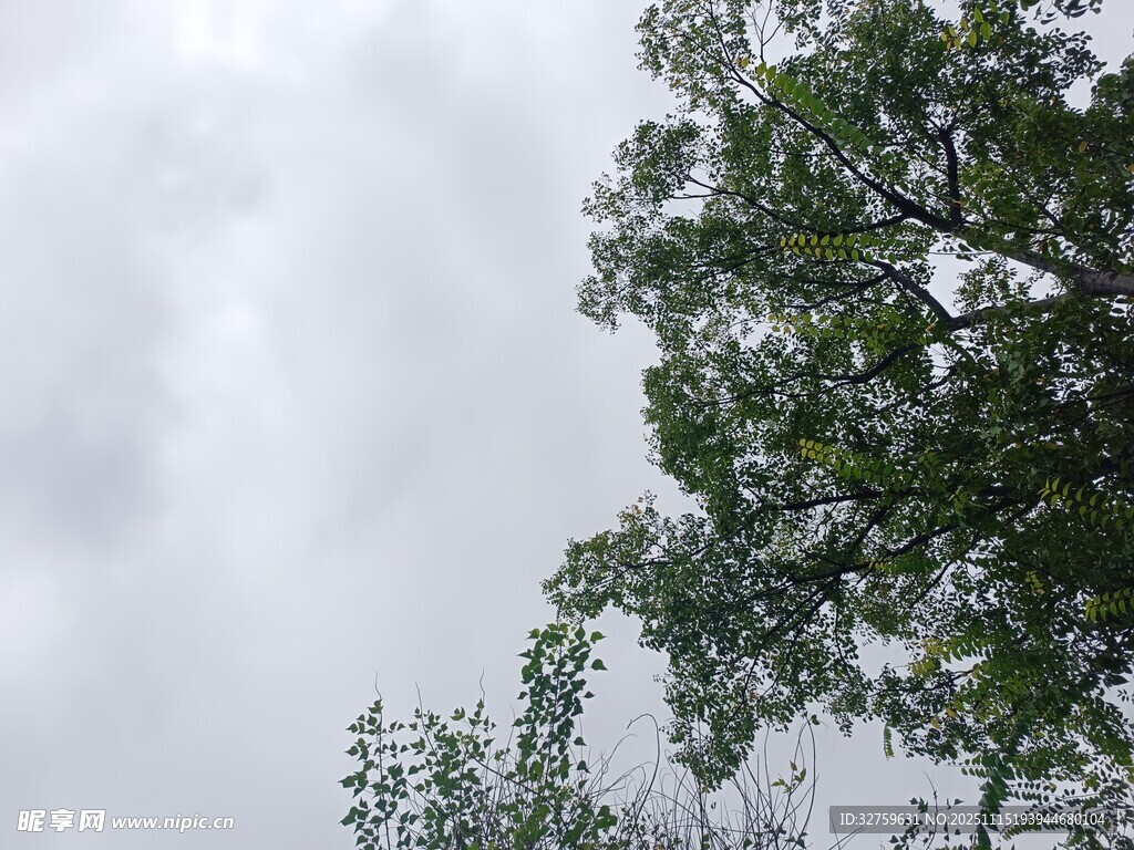 仰视绿树与灰白天空