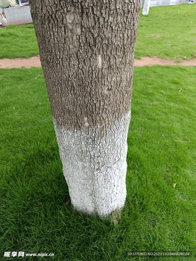 树干底部的白色涂白处理