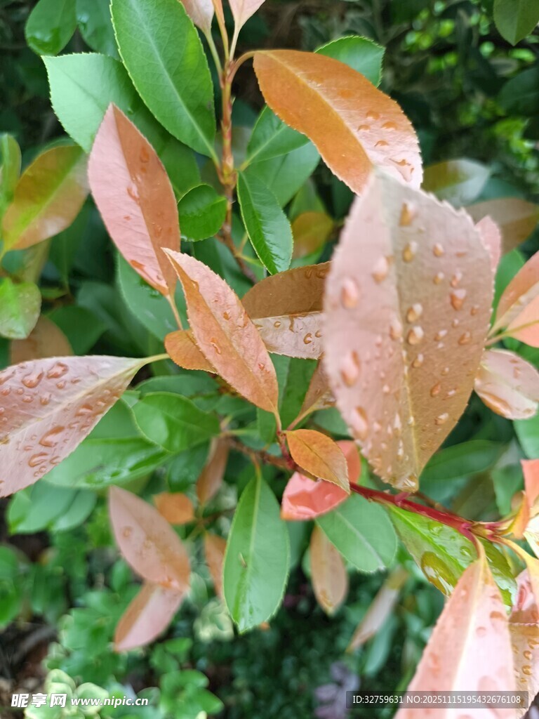 带露珠的多彩树叶