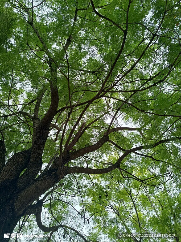 仰视繁茂大树枝叶