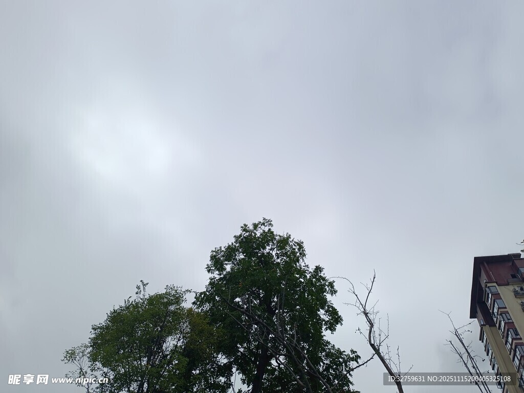 阴天中的树木与建筑物