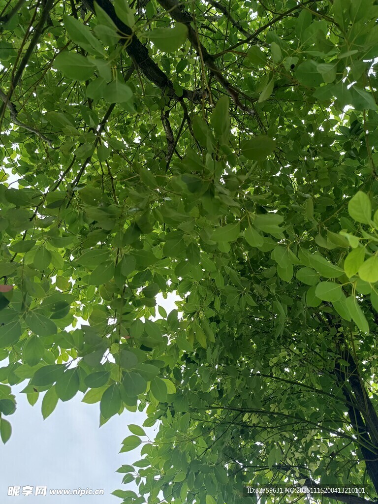 仰视翠绿繁茂的树冠