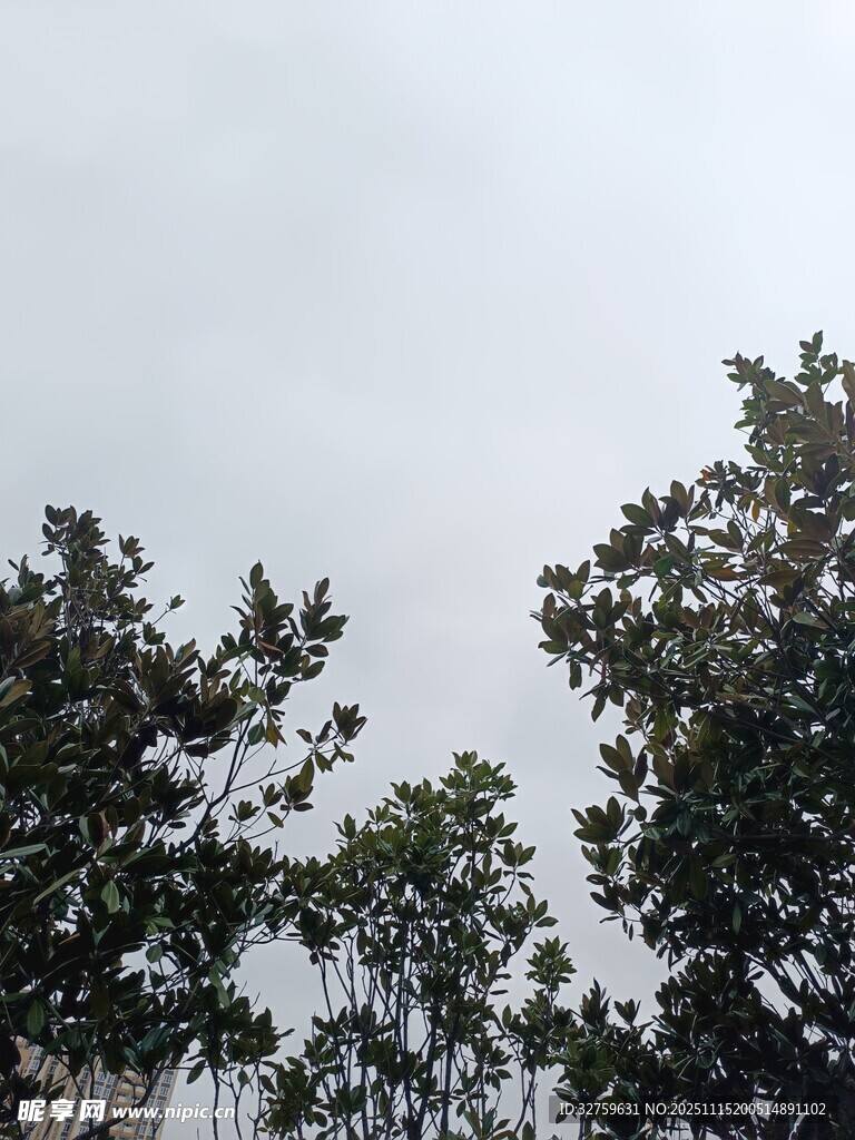 树梢之上的灰白天空