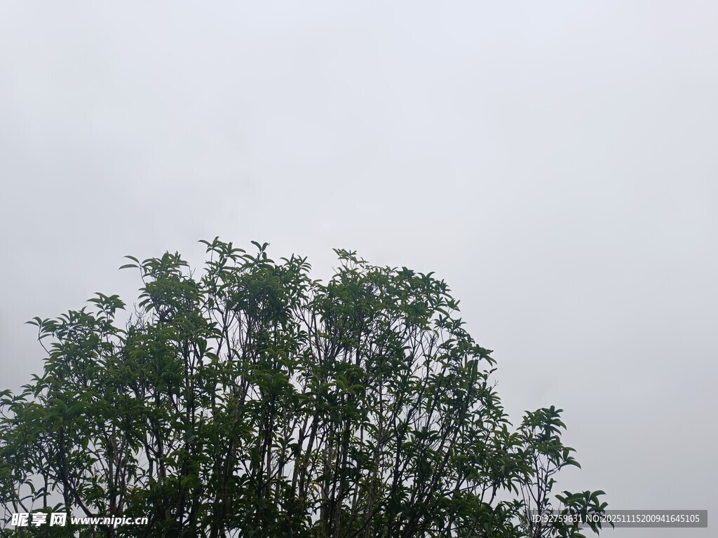 天空下的葱郁树木