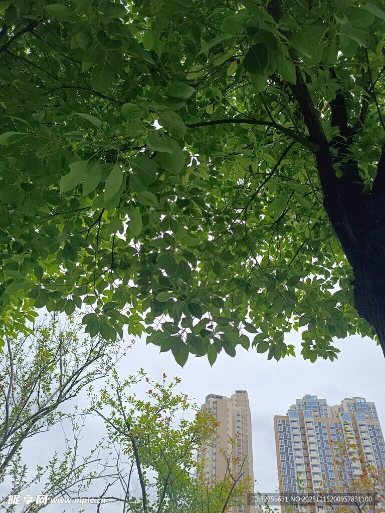 树下仰视高楼的绿意景致