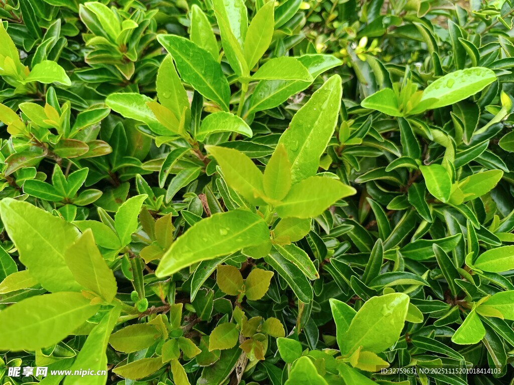 翠绿繁茂的绿叶植物