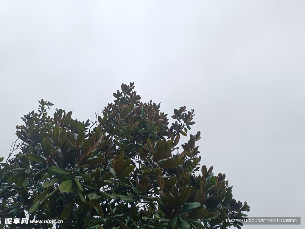 阴天中的茂盛树冠