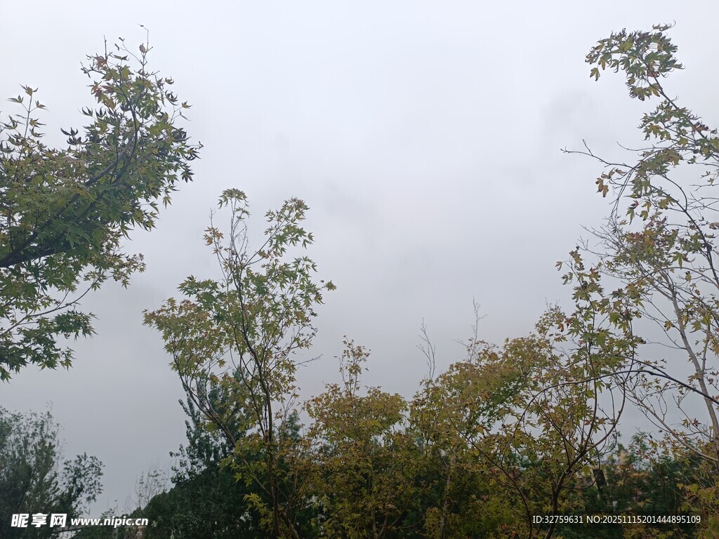 阴天中的树木景致