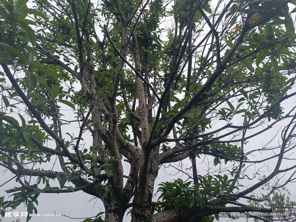 枝叶繁茂的大树