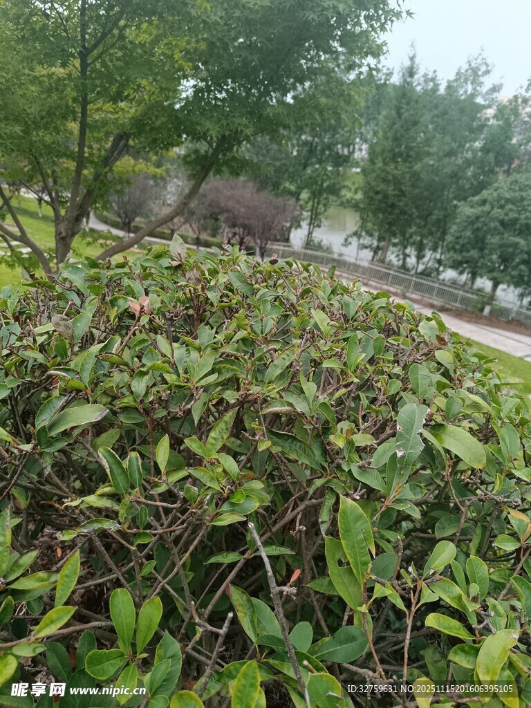 绿叶繁茂的灌木丛