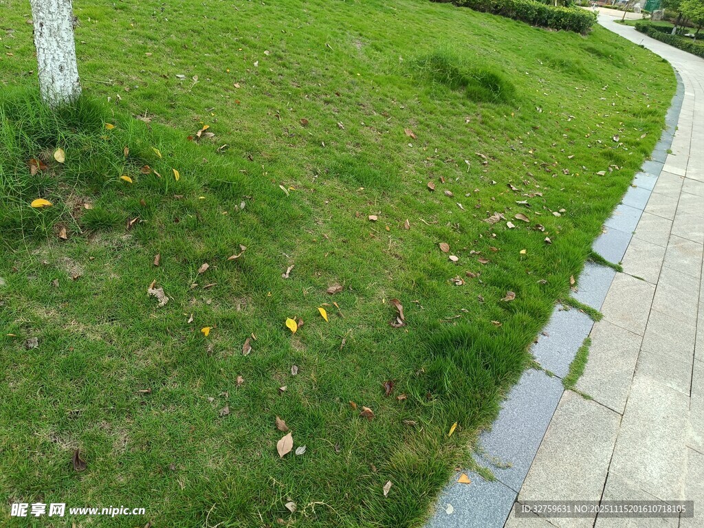 路边翠绿草坪景观