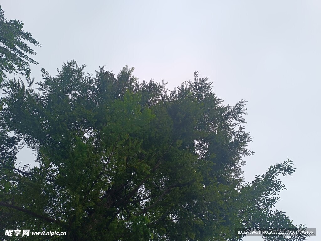 树冠之上的朦胧天空