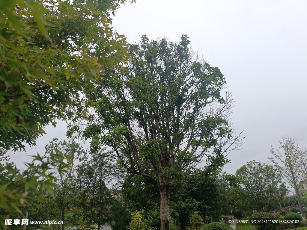 户外绿树成荫的自然景象
