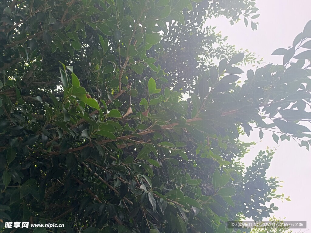 茂密树林中的葱郁树冠