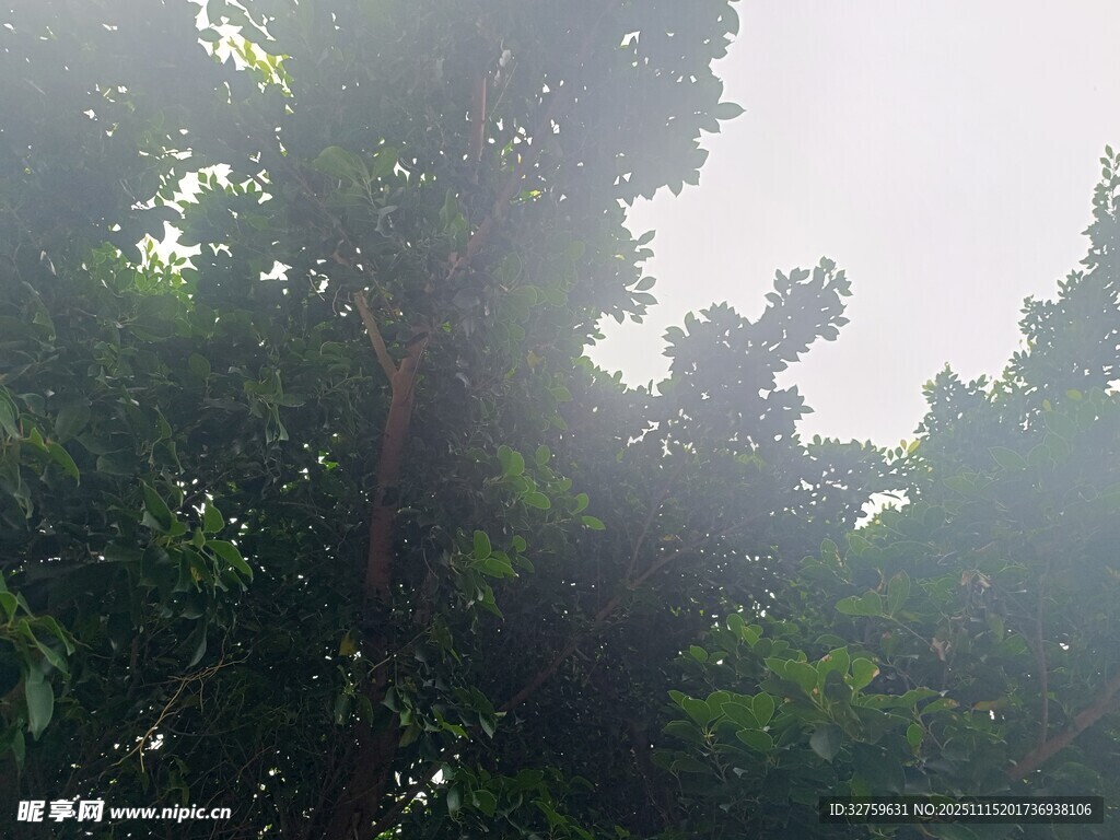 茂密树林中的葱郁树冠