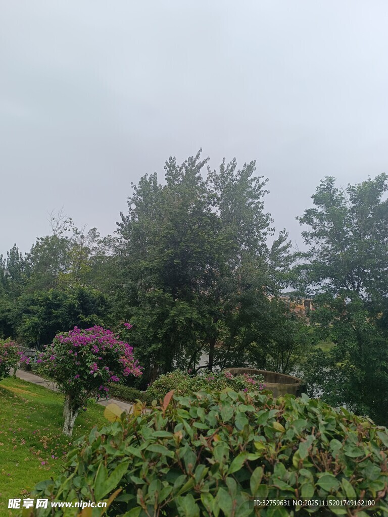 雨中朦胧的花园绿植景观