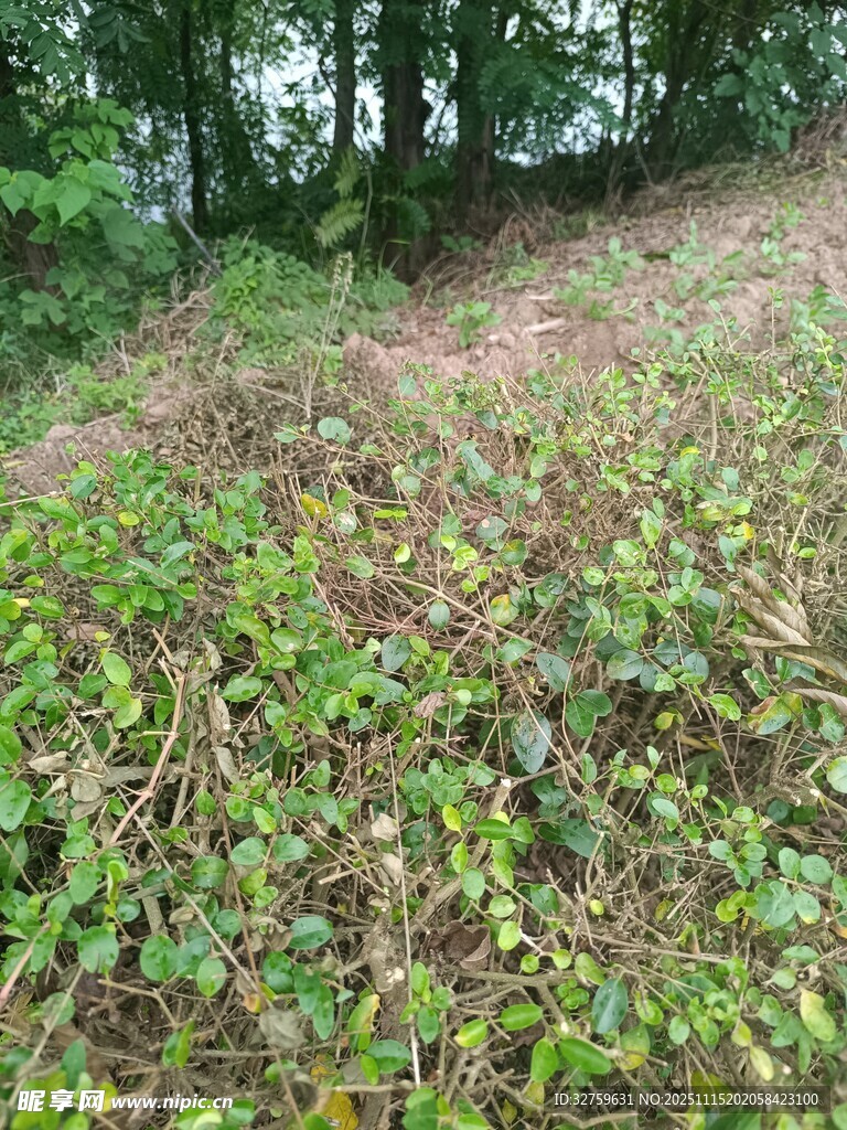 山坡上的繁茂绿植