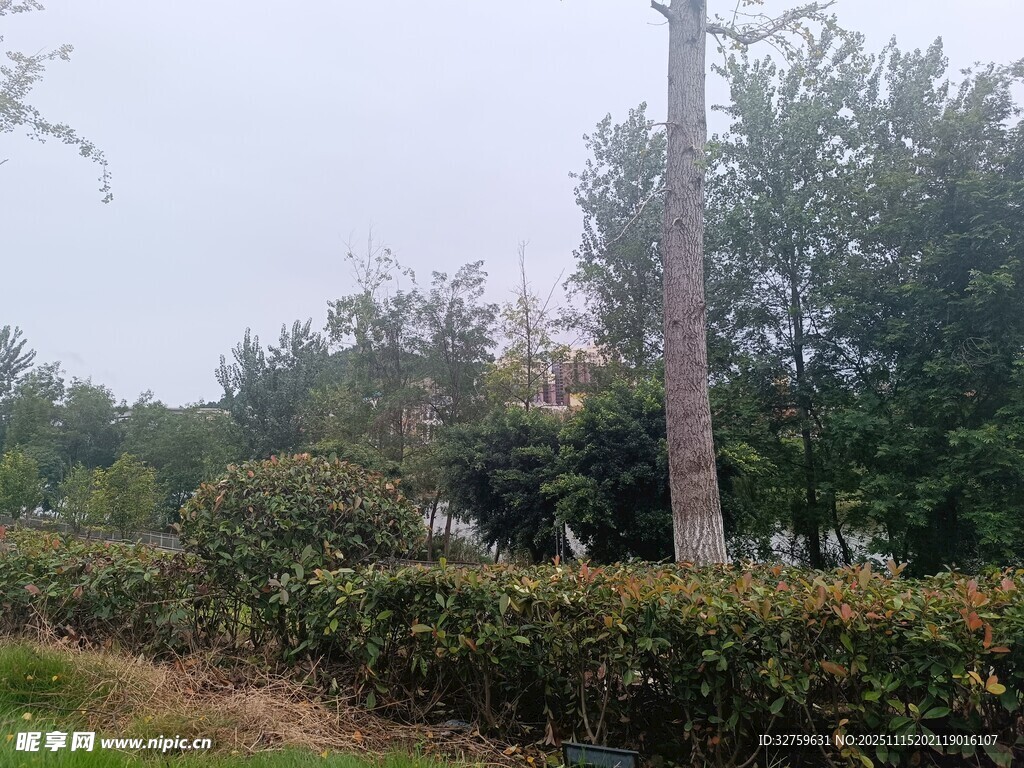 户外绿植与电线杆景观