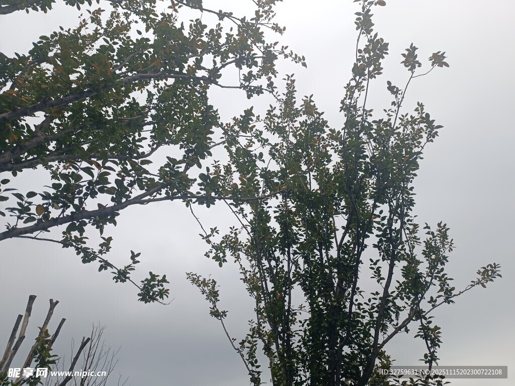 枝头绿叶映灰白天空