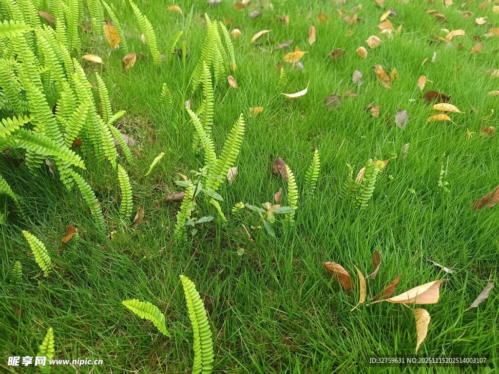 嫩绿草地散落枯黄叶片