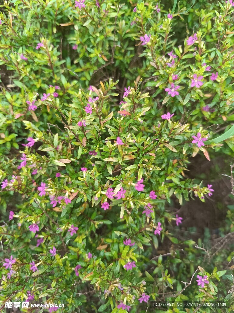 繁茂绿植间的粉嫩小花
