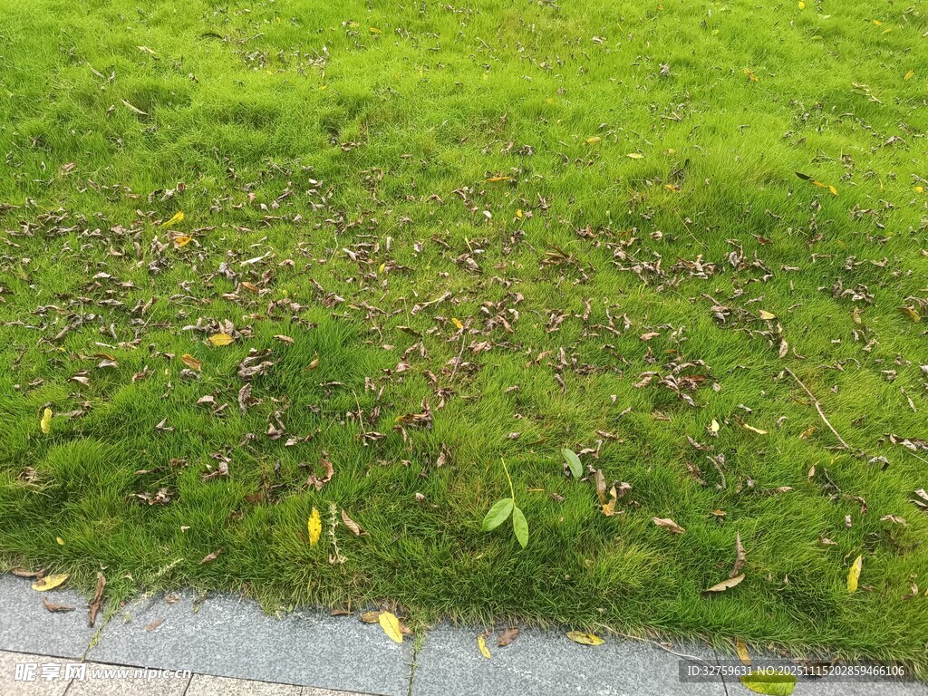 路边翠绿草地与散落树叶