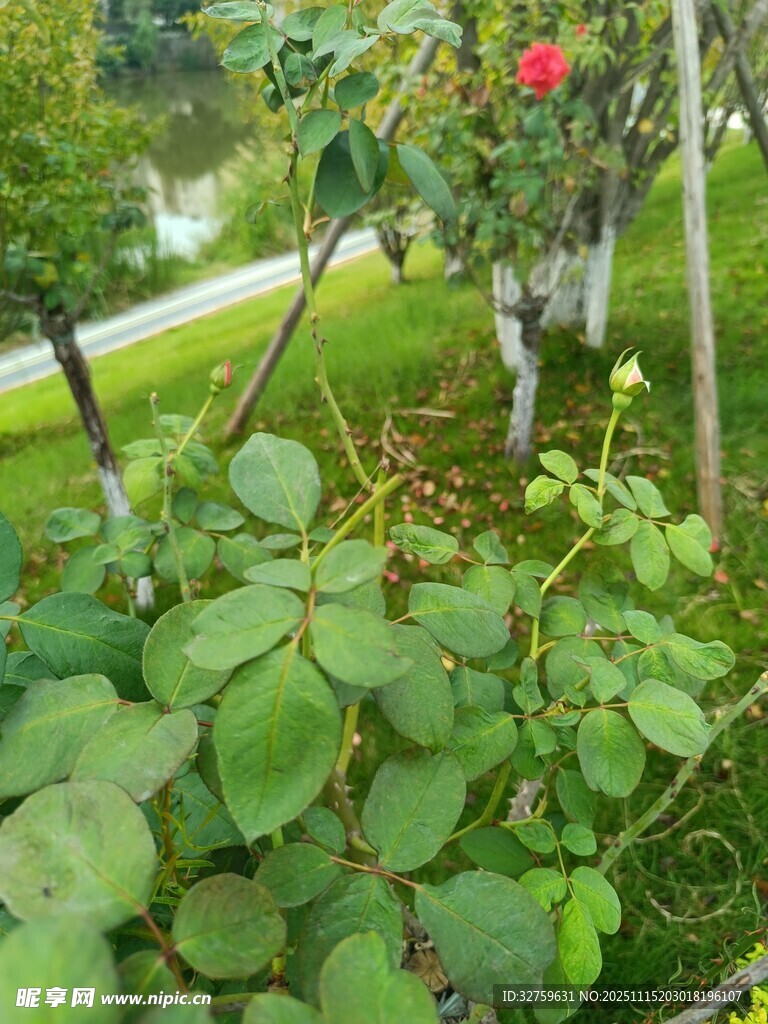 绿叶丛中绽放的娇艳花朵