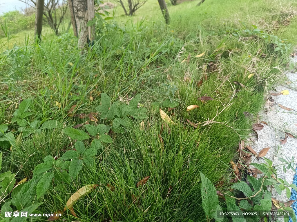 户外绿植景观一角