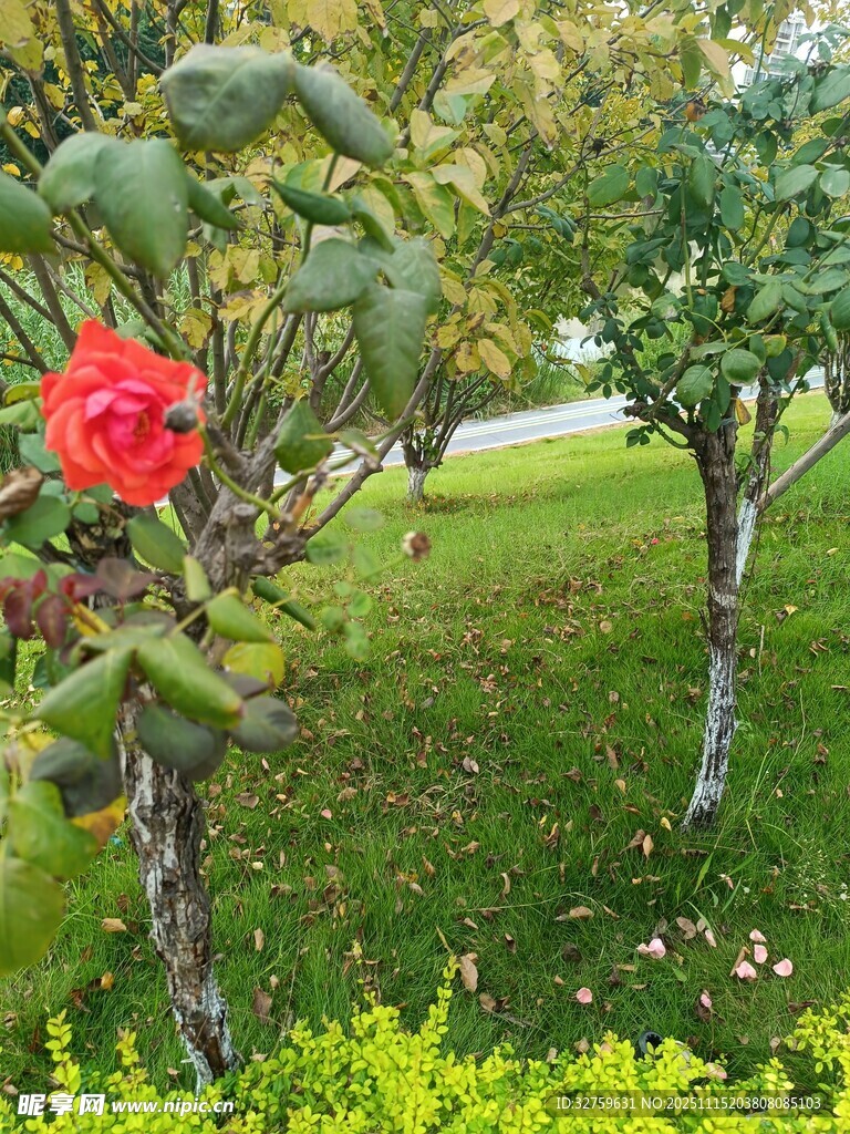 花园中绽放的艳丽红花朵