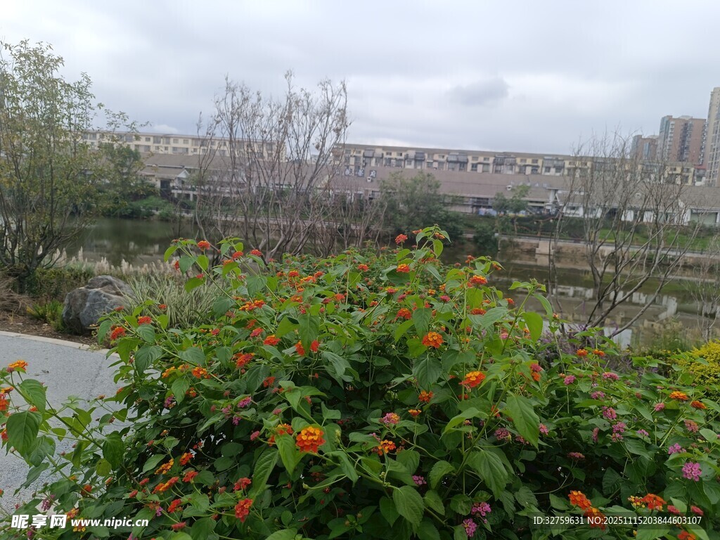 湖畔花丛景致