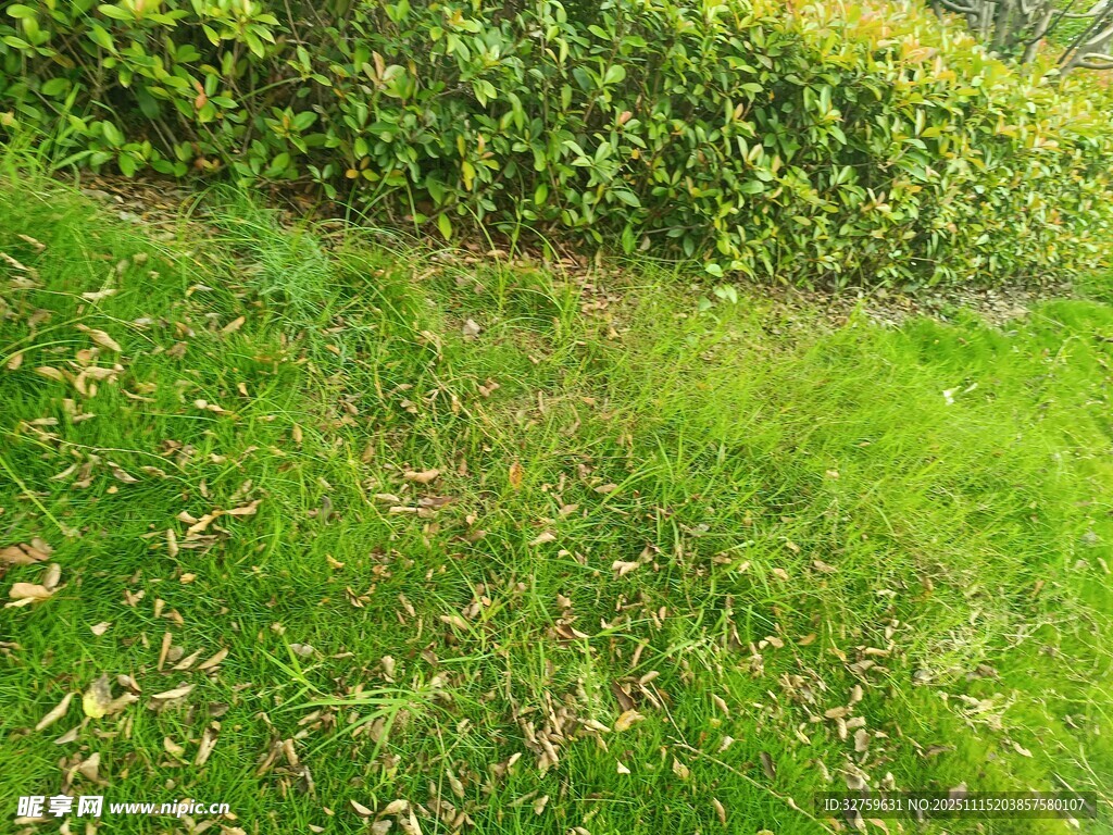 翠绿草地与茂密绿植景观