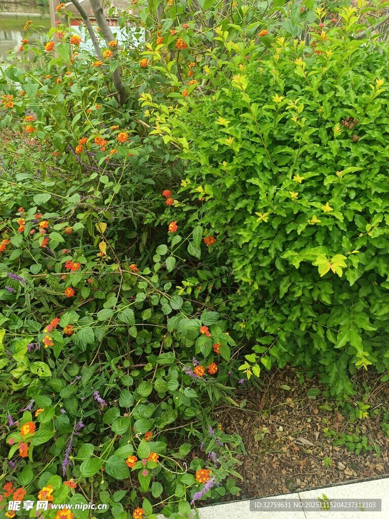 绿叶繁花的自然景致