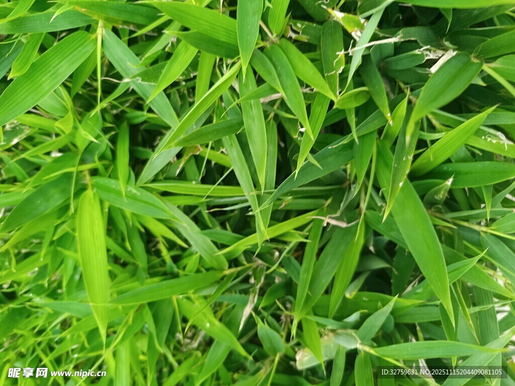 翠绿竹叶特写
