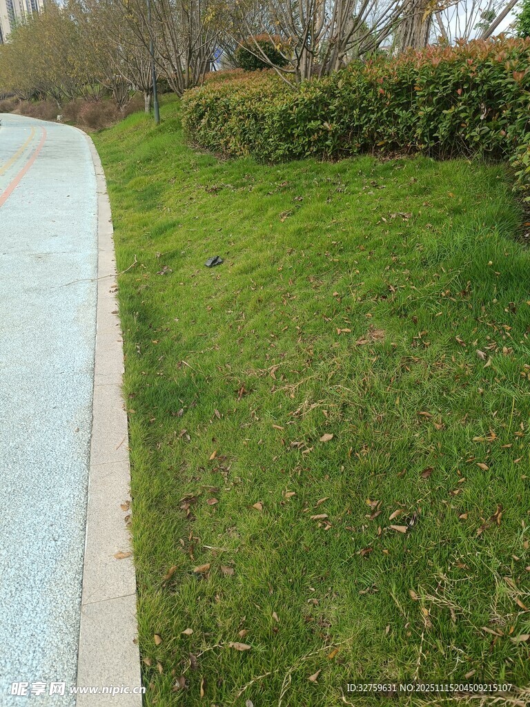 路边翠绿草坪景观
