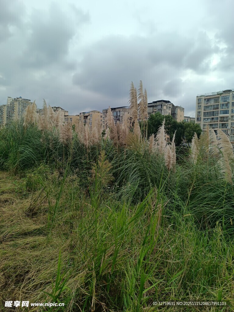 野外粉色花丛与城市远景