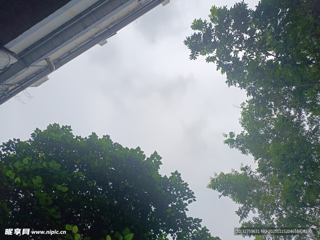 仰视天空下的繁茂绿树