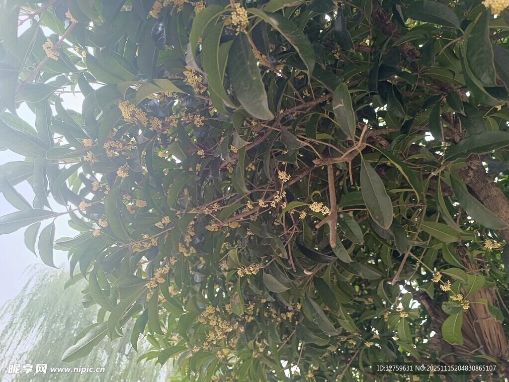 枝叶繁茂的果树