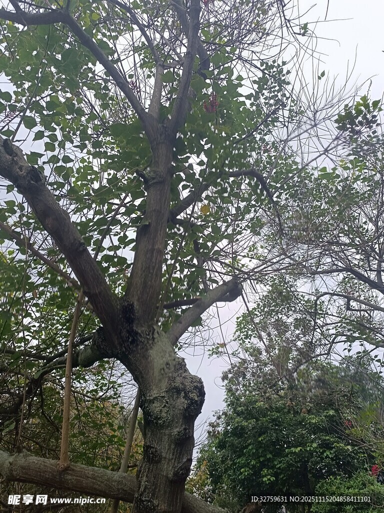 古老大树傲立自然之中