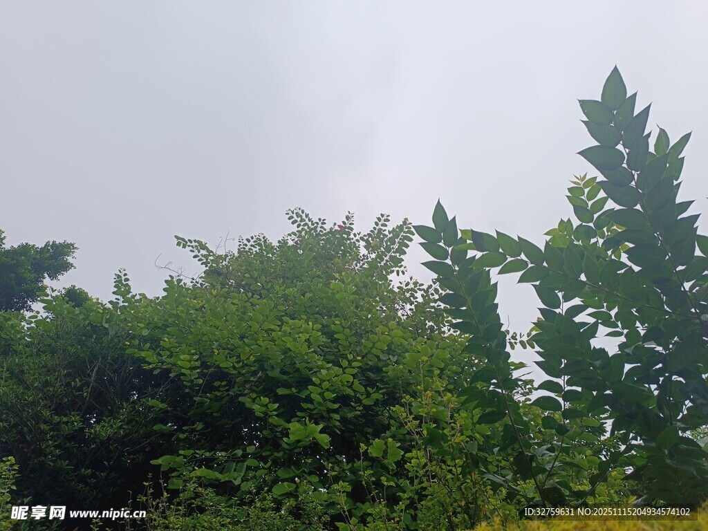 绿意盎然的繁茂植被