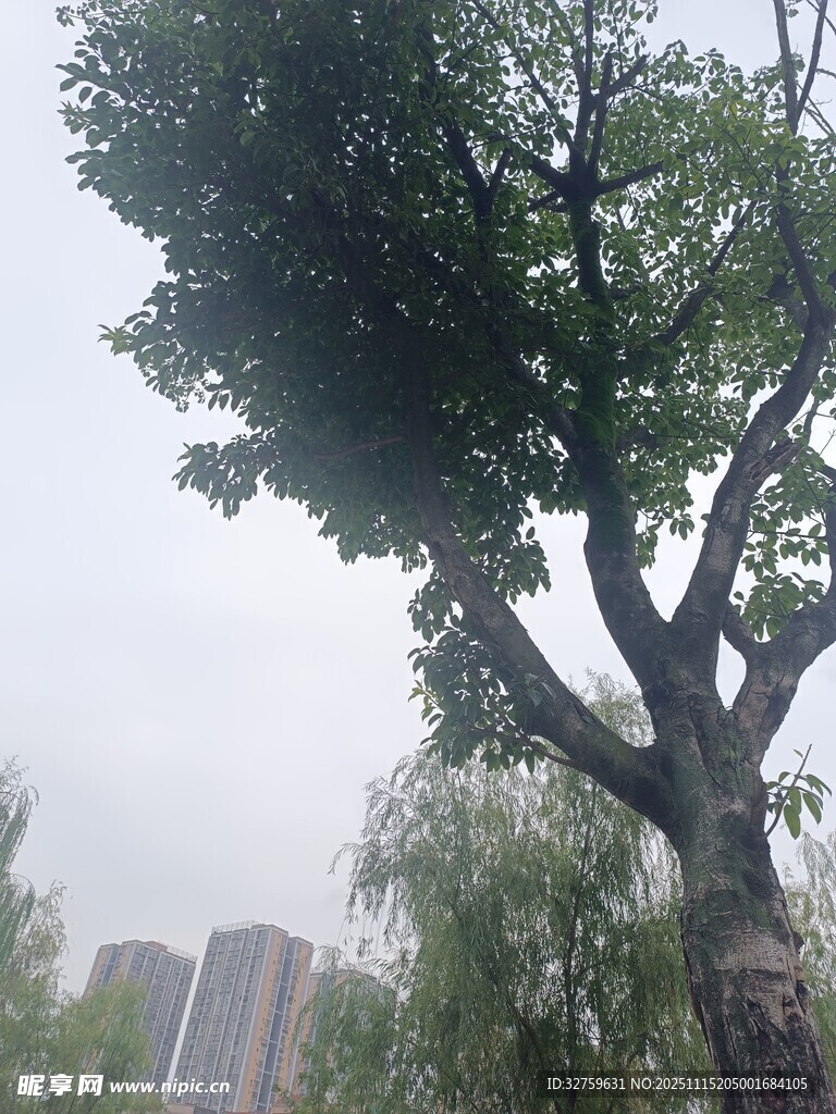 雨中挺立的繁茂大树