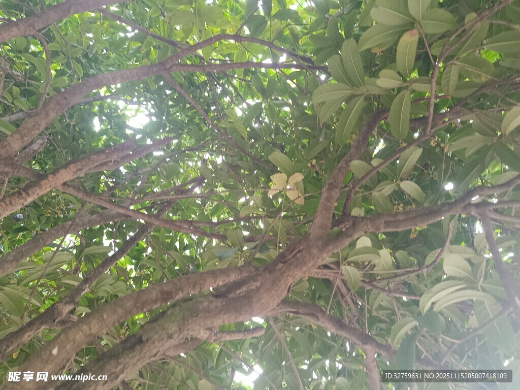 繁茂枝叶间的光影世界