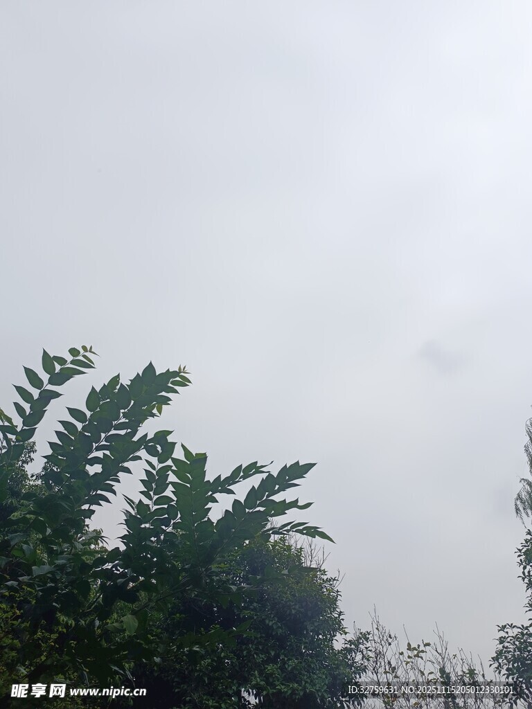 阴天中的葱郁树木