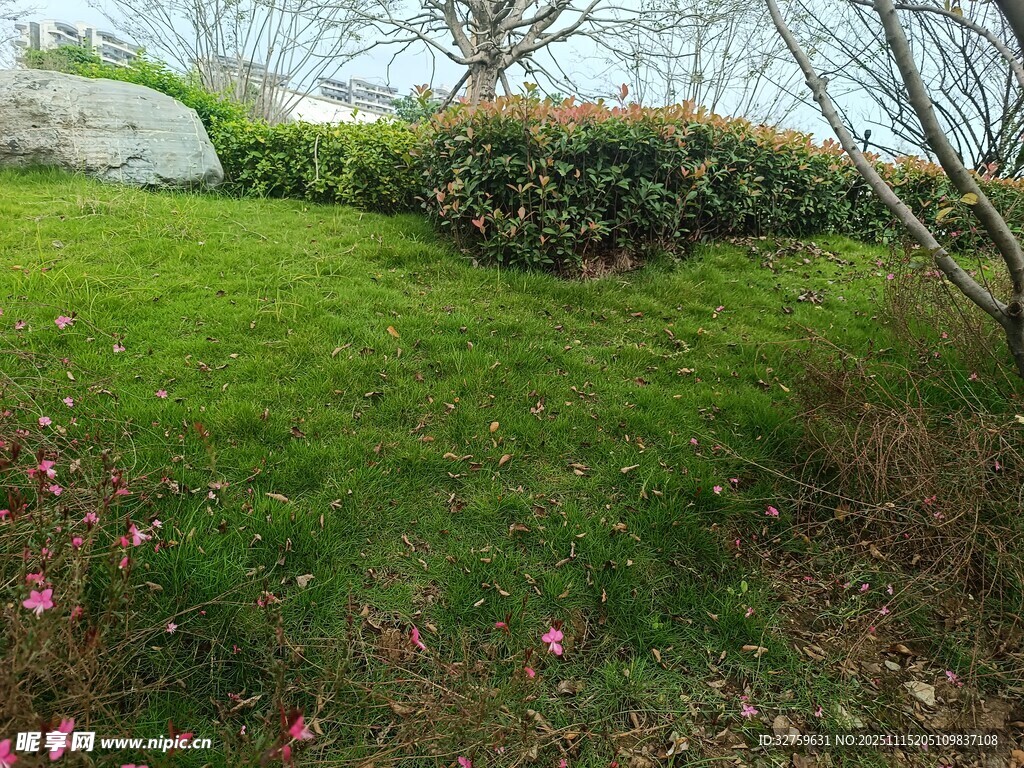 绿意盎然的花园景致